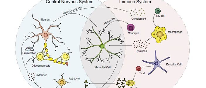 Autismus, ADHS, Hirnentzündung und Autoimmunität