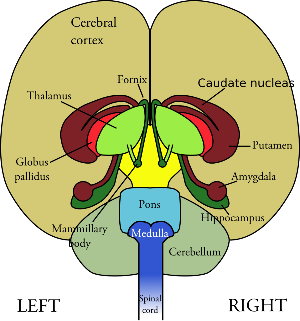 brain-40356-958x1024.png