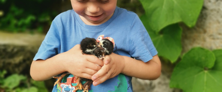 High End Hühner-Knochenbrühe aus eigener Schlachtung